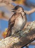 Perched Swallow_25015